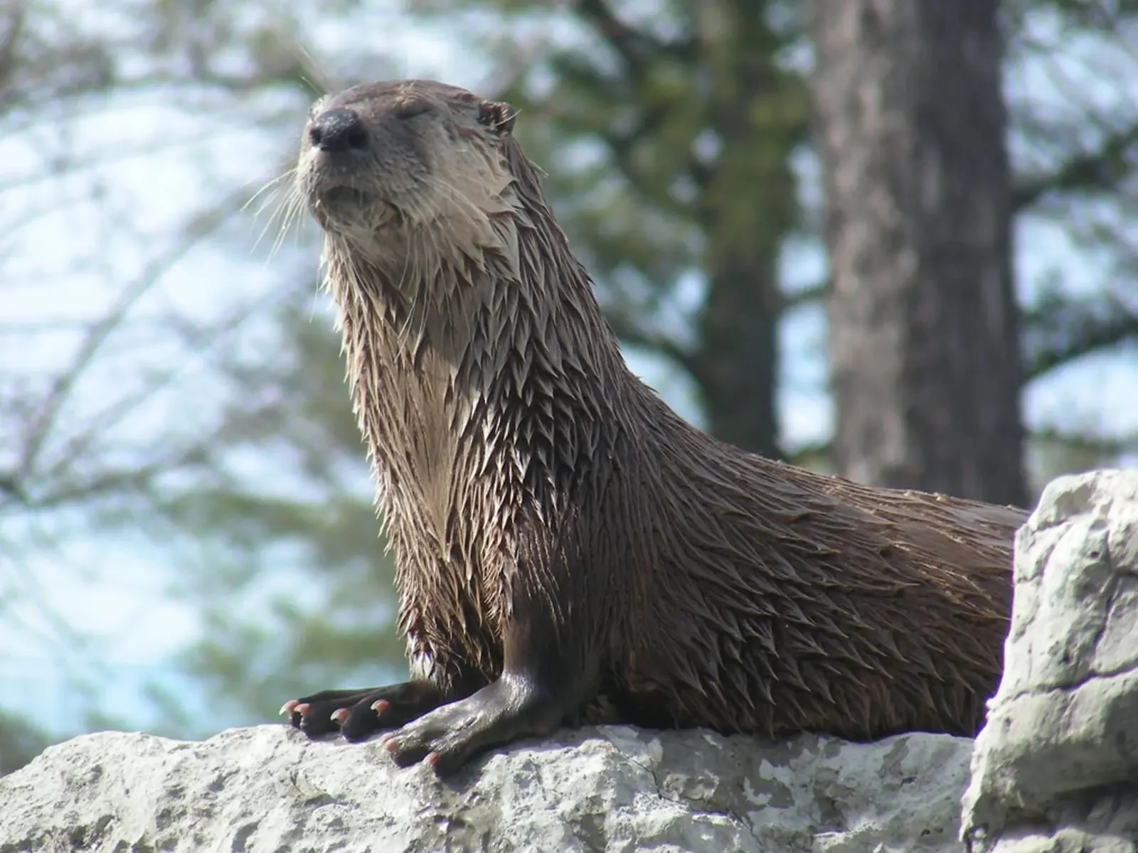 Splish, Riverview Park &amp; Zoo's North American River Otter Passes Away at 19 Years Old