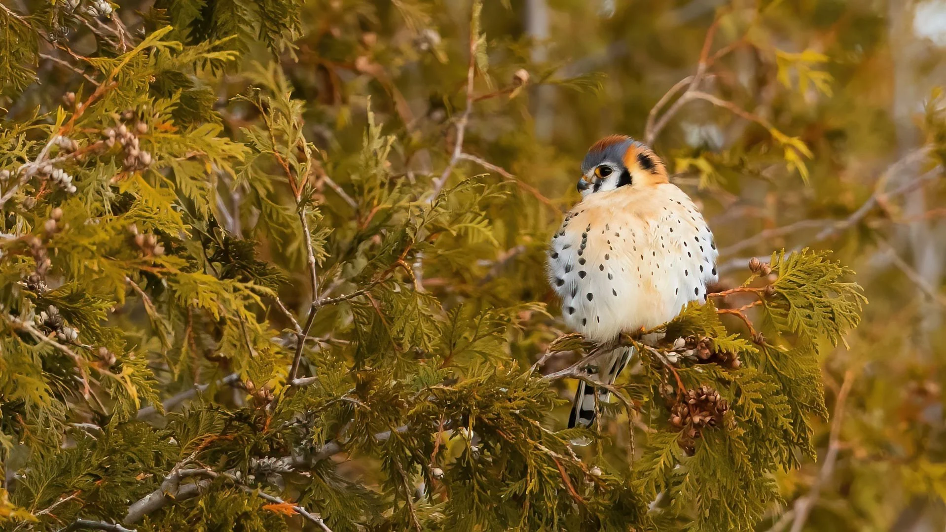 Peterborough Public Library and Bird Friendly Peterborough to Host World Migratory Bird Day On May 30