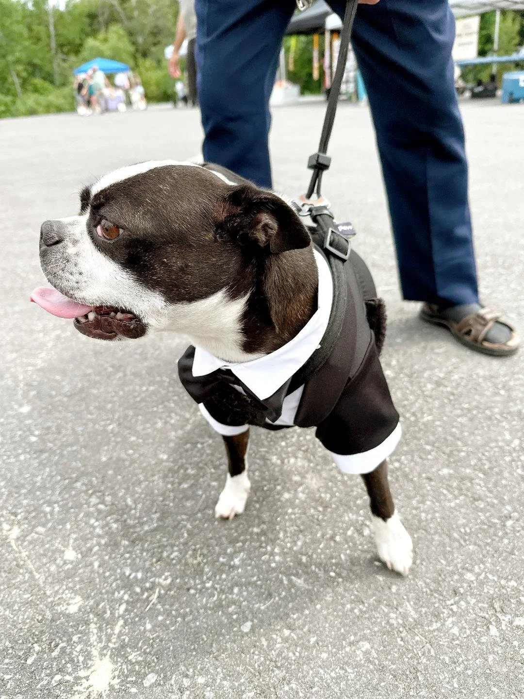 Pet Fest Returns With Furry Fun and an 85th Birthday Celebration