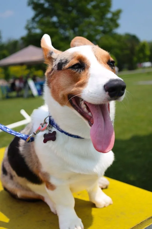 Paws for a Cause as LAWS Doggie Dash Returns to Lakefield June 14