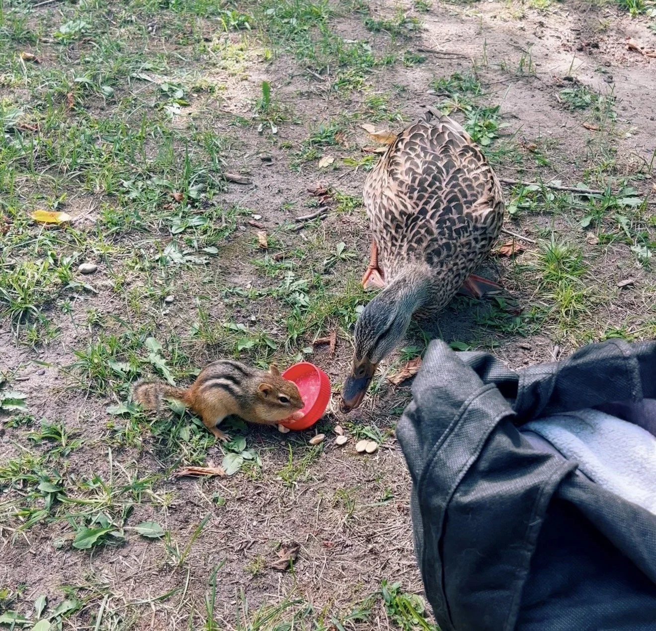 An Unlikely Snack Time Friendship Between a Chipmunk and Duck