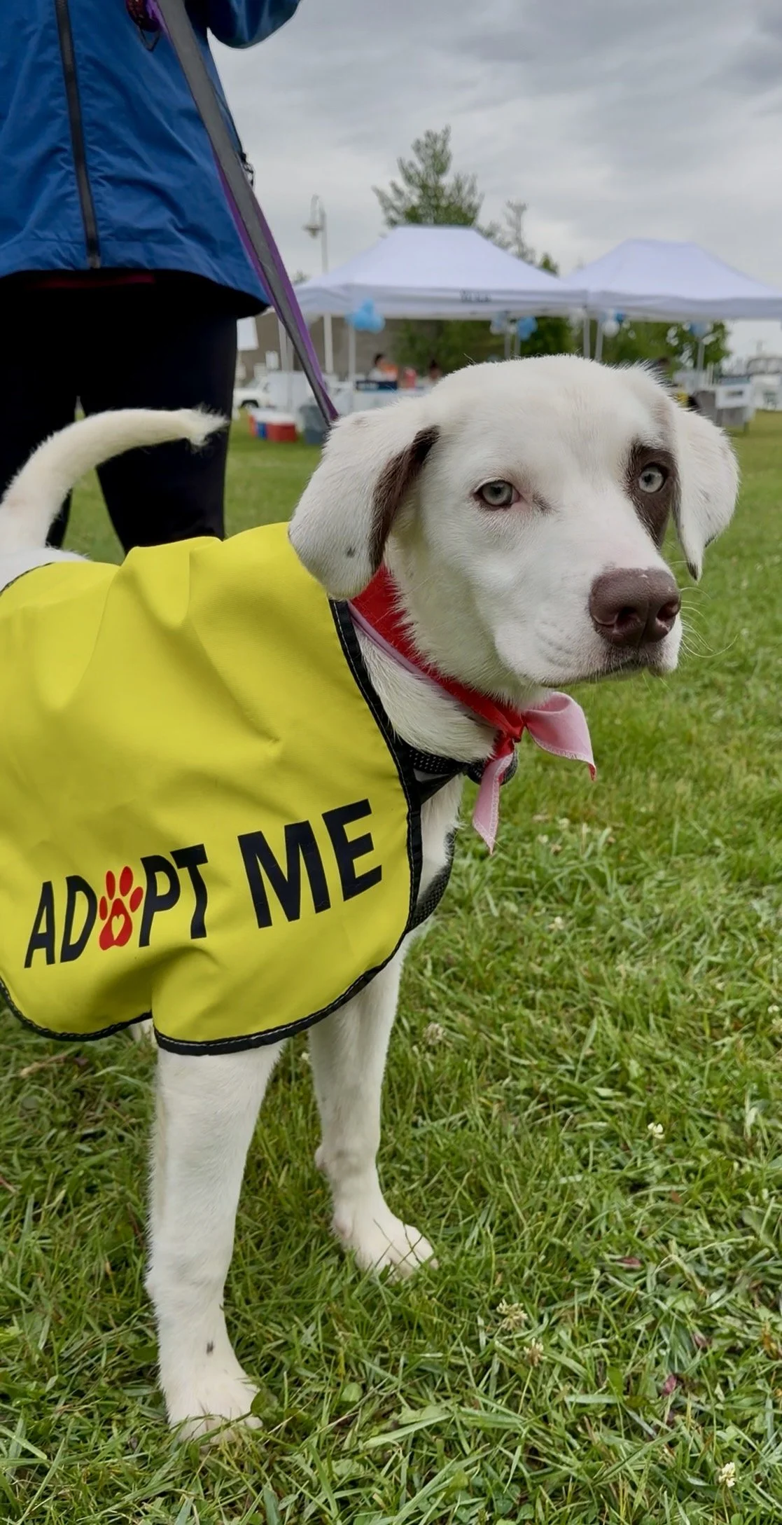 Doggy Dash Breaks Records as Community Rallies for LAWS