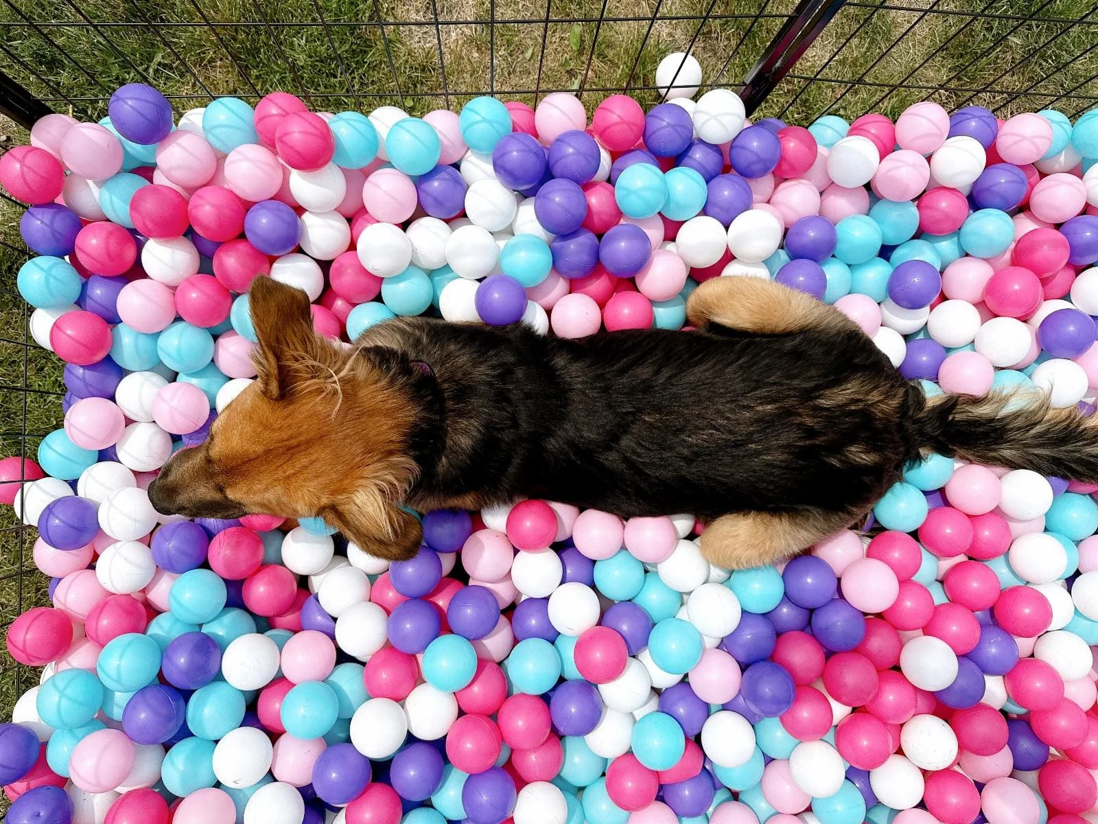 Peterborough Humane Society Invites Public to Celebrate Animals With Pet Fest 2026 This Saturday