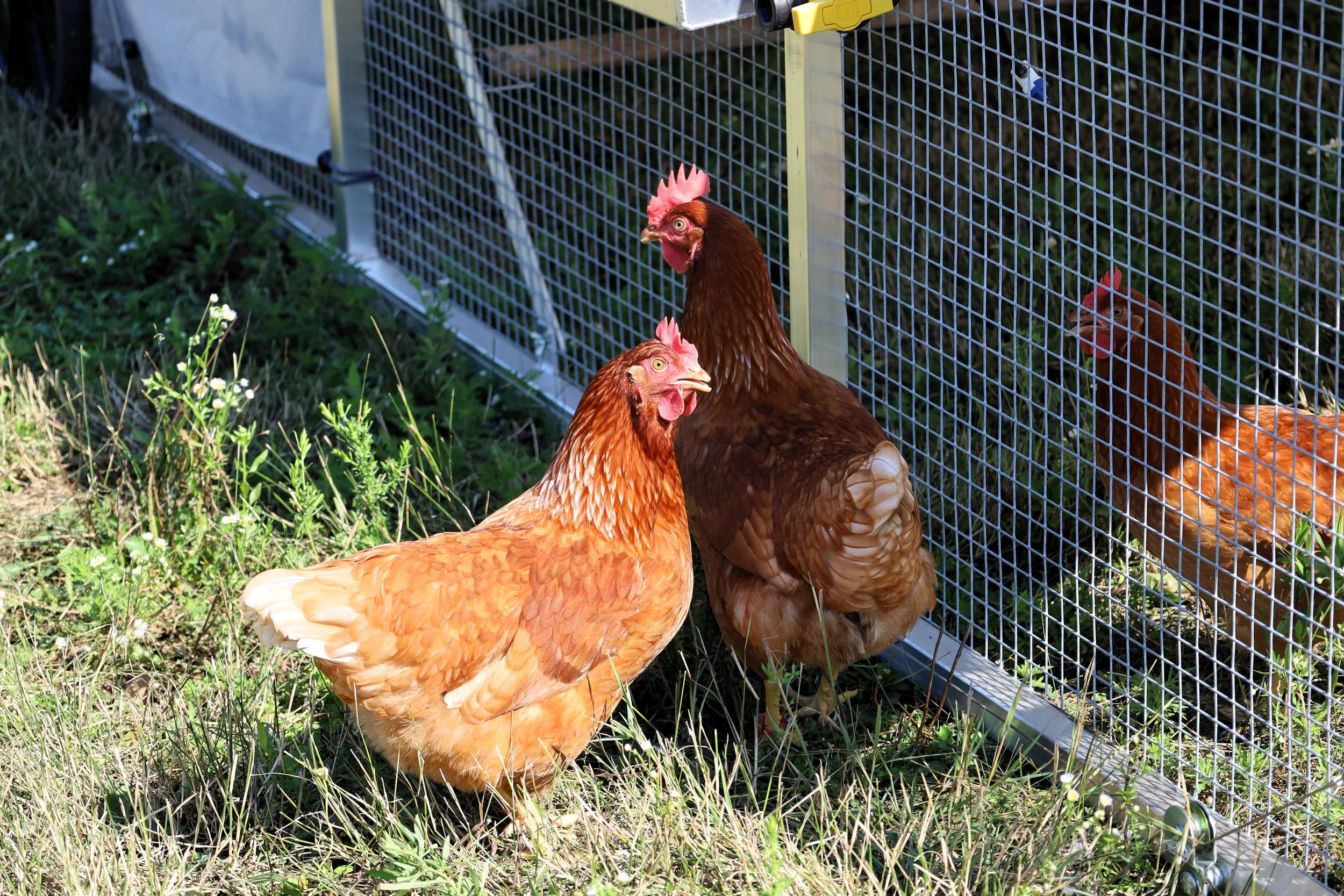 Chickens have become the most recent resident at the Trent Farm Research Centre. All photos by David Tuan Bui.