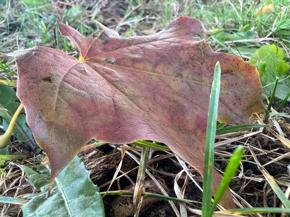 City Says Residents May Notice Premature Leaf Drop Affecting Norway Maple Trees