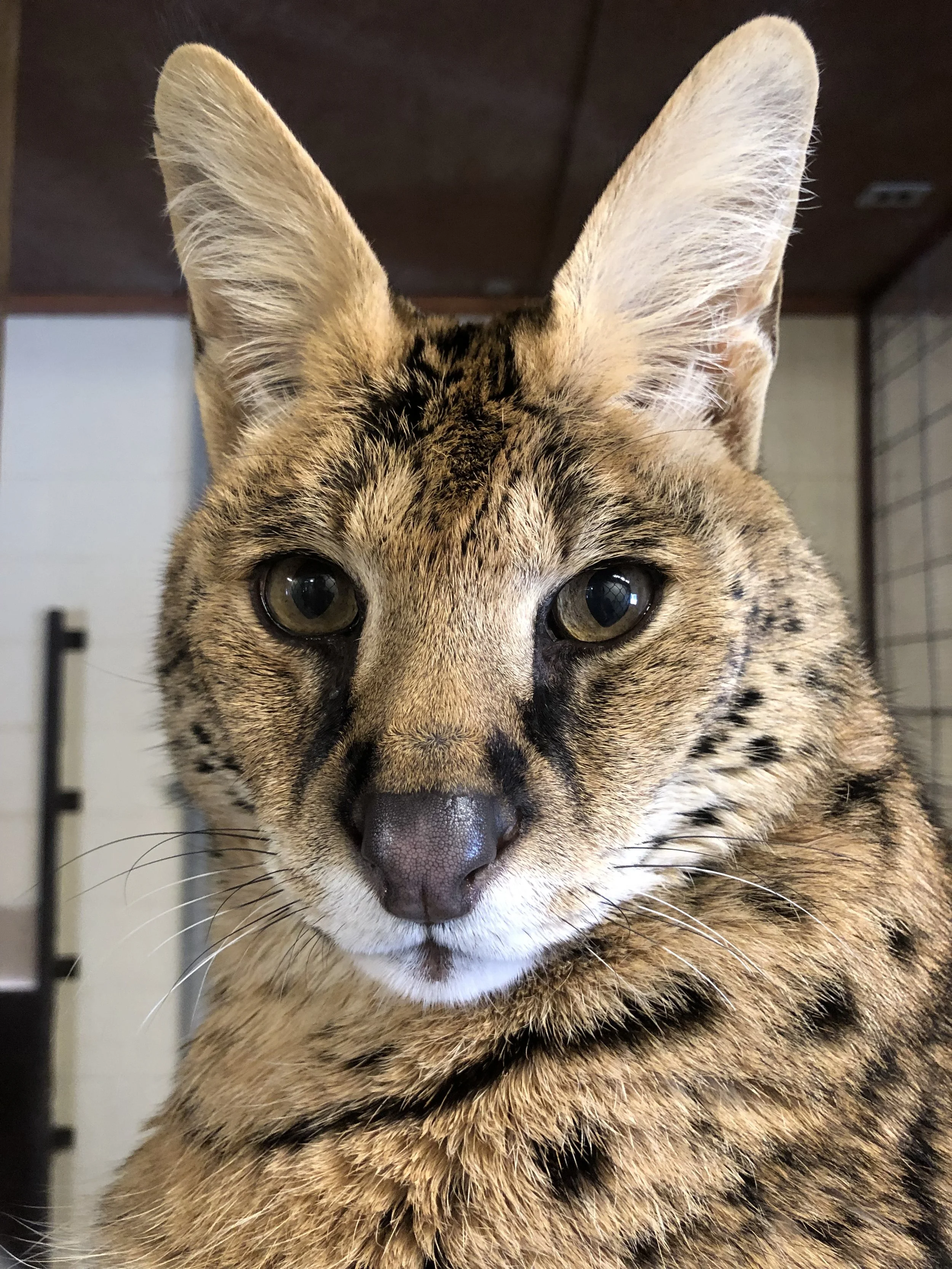 Riverview Park and Zoo Mourns the Loss of Beloved Serval Ali