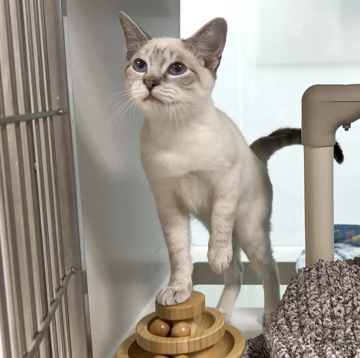 A Ticket Could Help Give an Animal a Second Chance: Peterborough Humane Society 50/50 Is Back