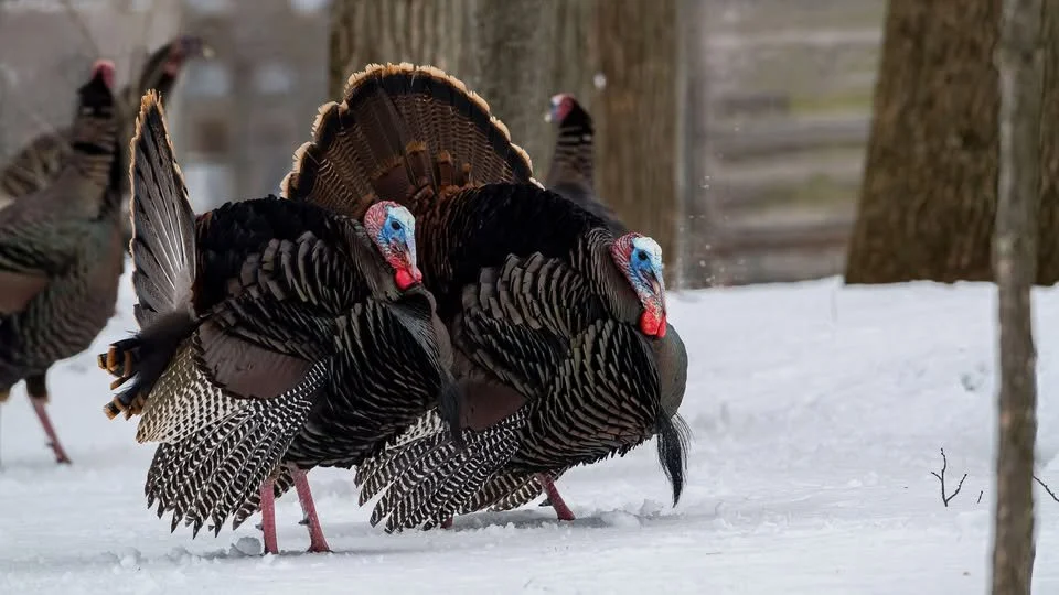 City Services On Thanksgiving Day Monday 2026