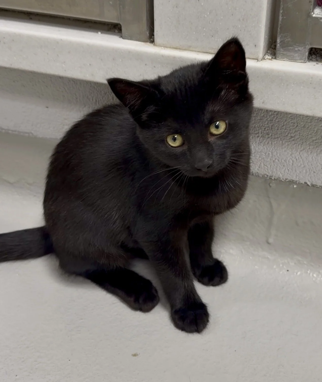 The Peterborough Humane Society’s second Early Bird draw takes place Friday, October 23rd, with one winner taking home $2,000 and every ticket helping support animals and veterinary services in the community.