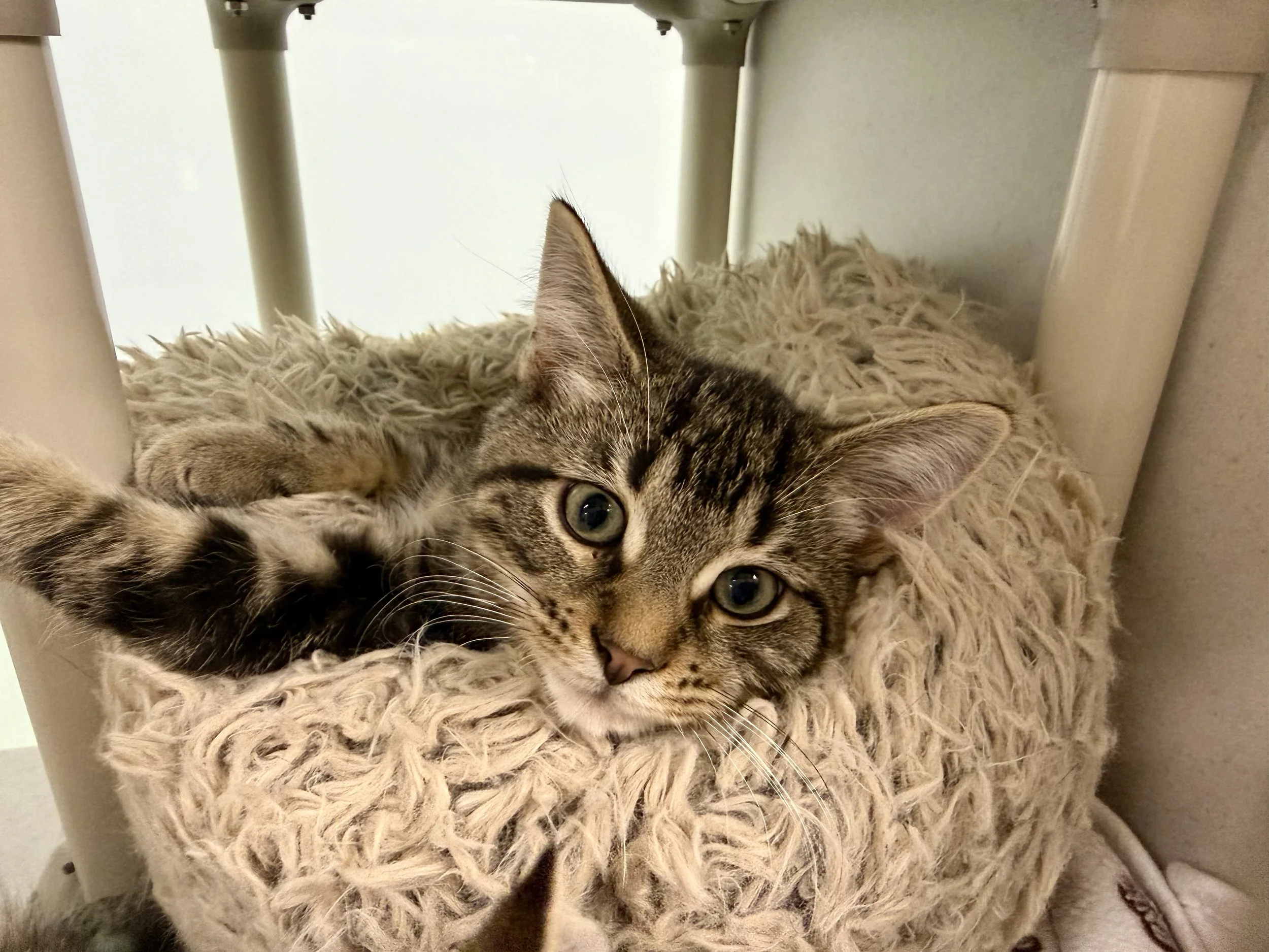Support from the community helps PHS care for animals in need while also providing programs that help pets and people across Peterborough and area.