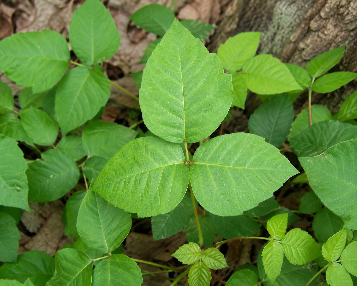 Peterborough County is set to begin the third and final round of its 2026 noxious weed spraying program on Monday, August 10th, weather permitting.