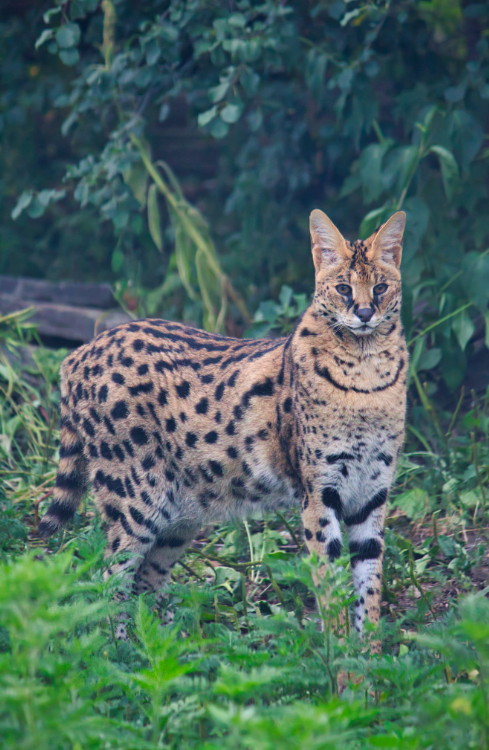 Her time at the zoo also included an unexpected challenge. In 2020, Ali broke her right front leg in a fall and ultimately lost the leg. She adapted to life on three legs and continued to thrive, remaining a favourite among zoo staff and visitors.