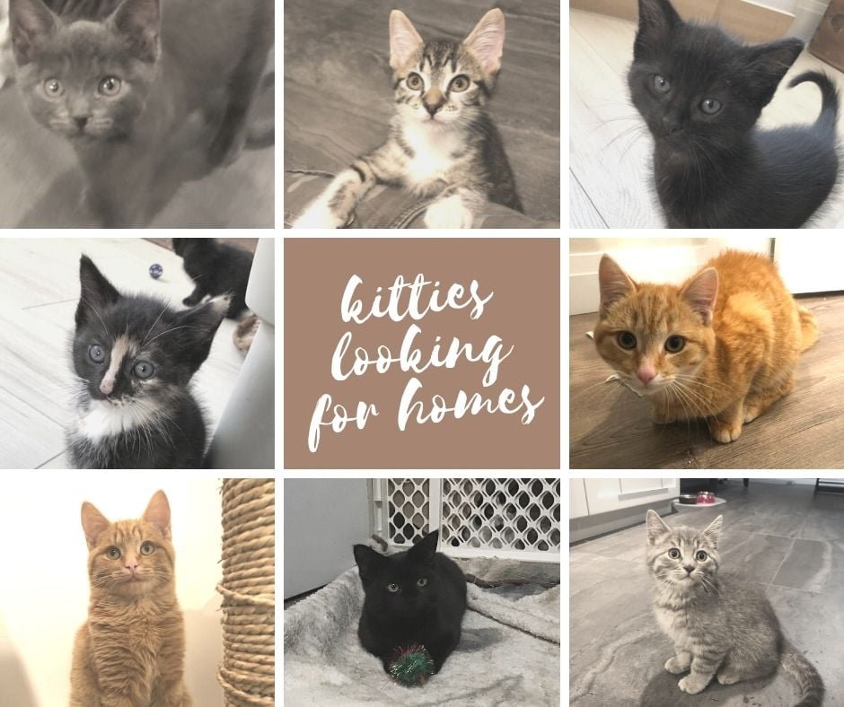 Lakefield Animal Welfare Society Hosting Kitten Adopt-A-Thon — PtboCanada