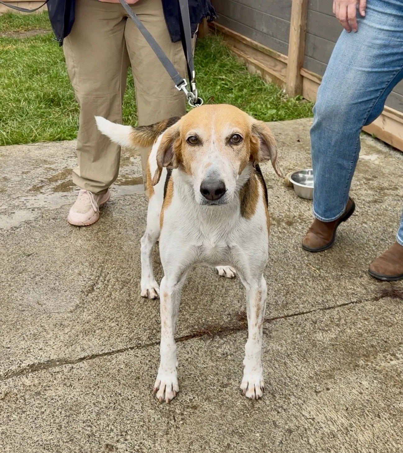 The Peterborough Humane Society can have about 130 animals in its care at any given time, all waiting for their next chapter.