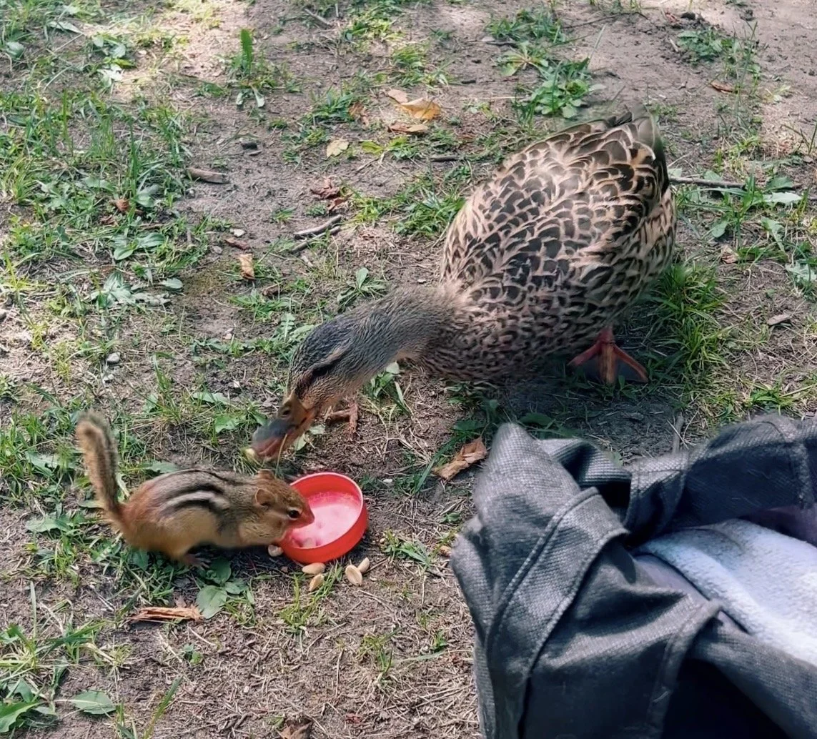 fur and feathers flocking together