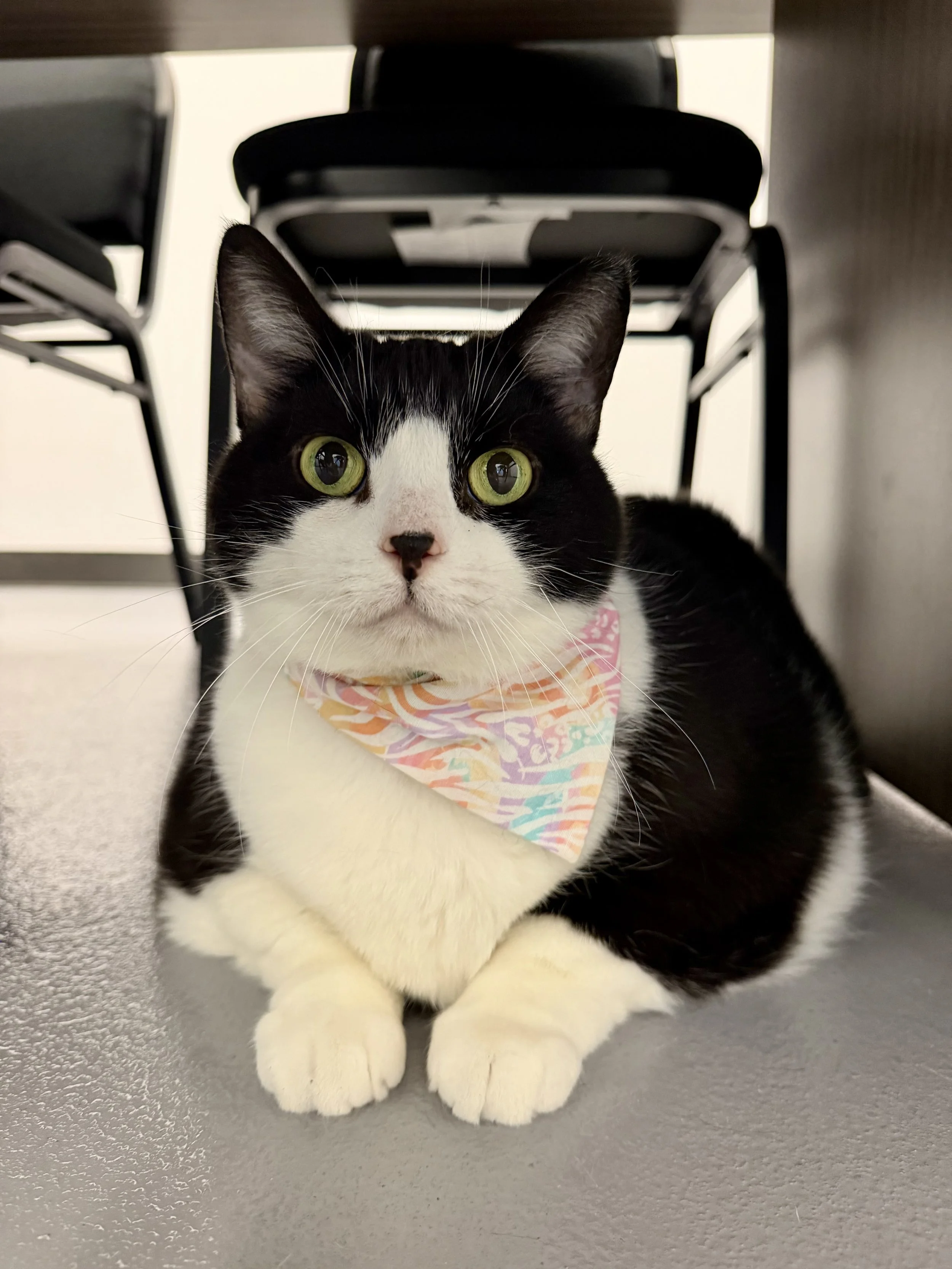 The Peterborough Humane Society’s second Early Bird draw takes place Friday, October 23rd, with one winner taking home $2,000 and every ticket helping support animals and veterinary services in the community.