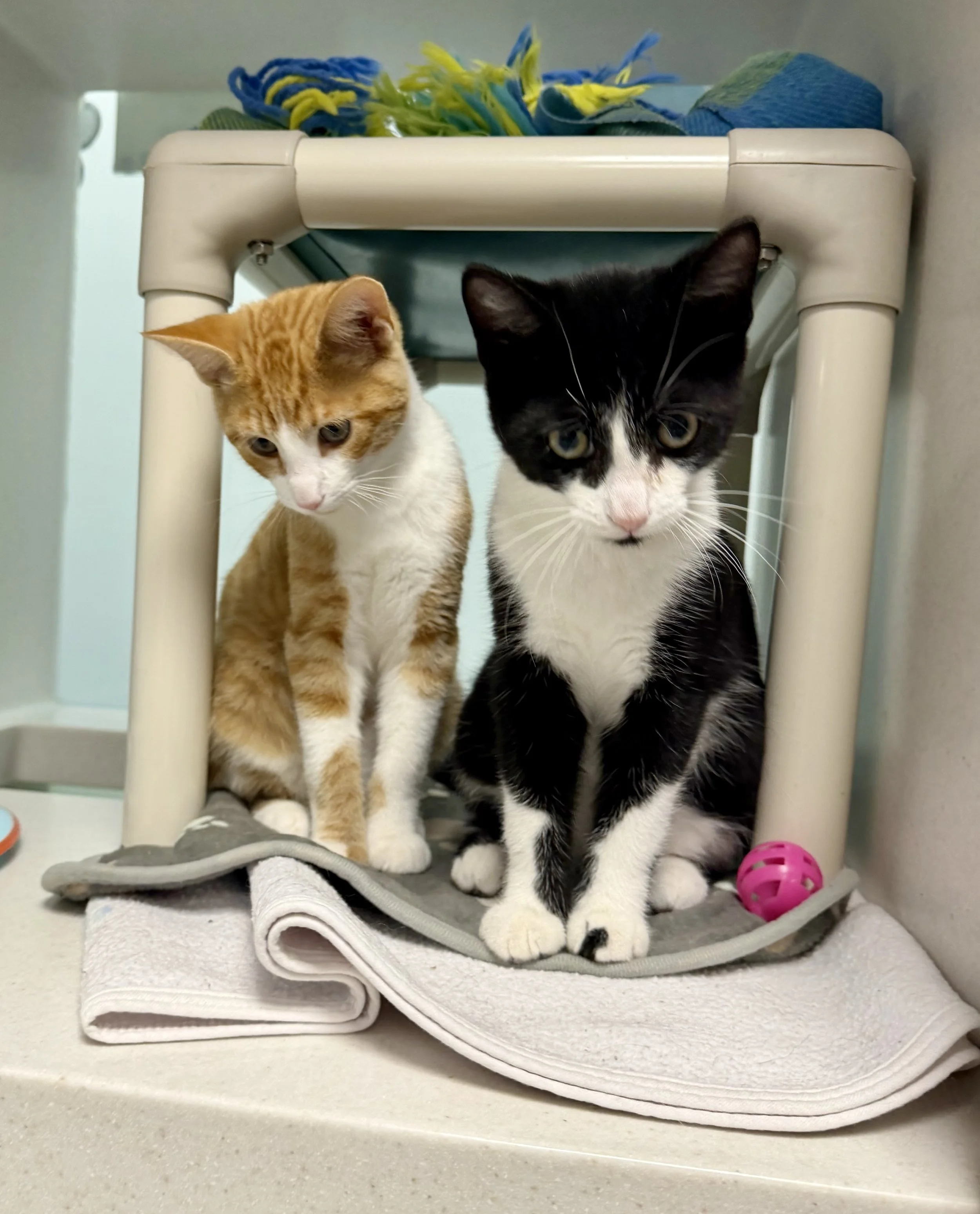 Every animal at the Peterborough Humane Society deserves the chance to find a loving forever home, with community support helping make that possible.