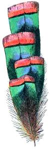 Plume_de_Dindon_ocellé_(Millot-1907).png