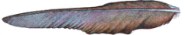 50px-Plume_d'aigle_(Millot-1907).png
