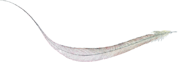 large-feather..png