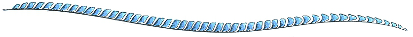 blue-feather.png
