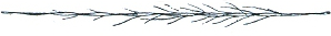 wispy-feather.png
