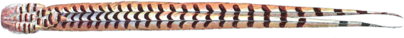 long-feather.png
