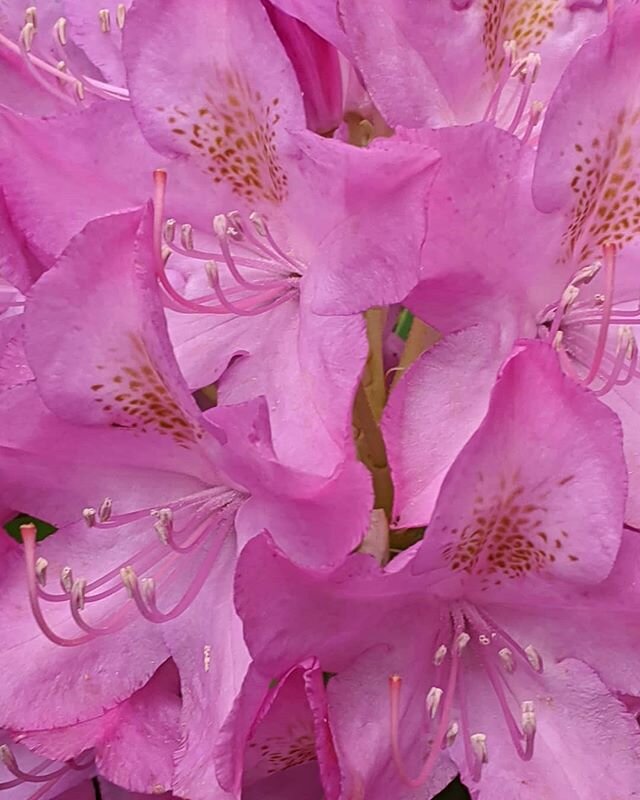 🌸🌺🏵️ #bloom #flowers #pink #orange #garden #nature #southampton #newyork #ny