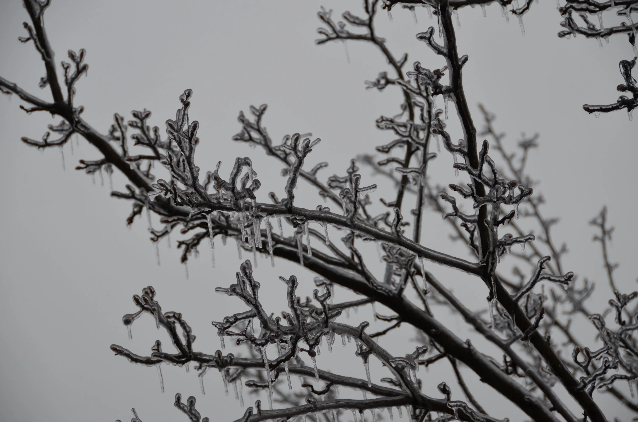 DSC_0005.jpg