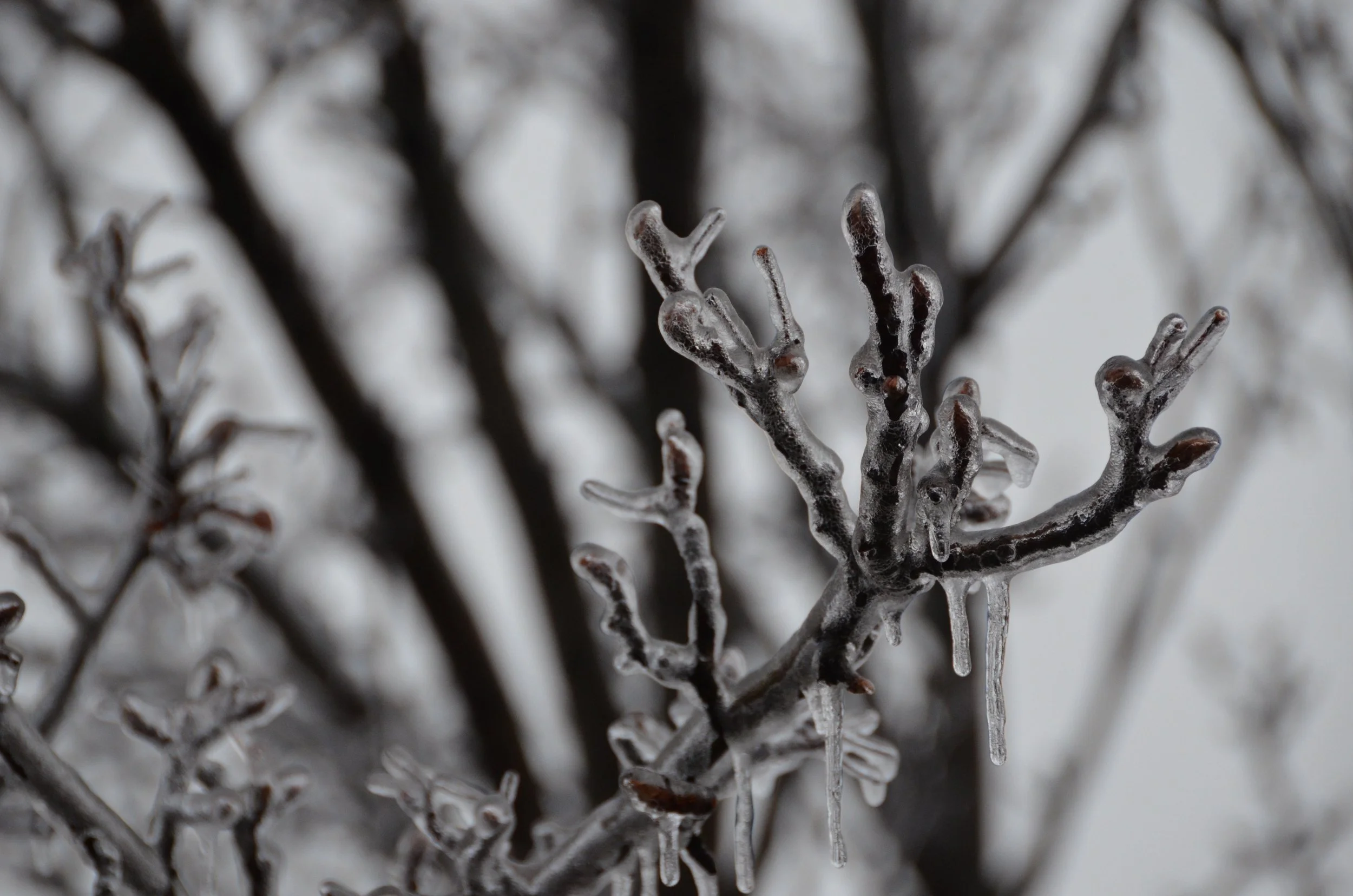 DSC_0007.jpg
