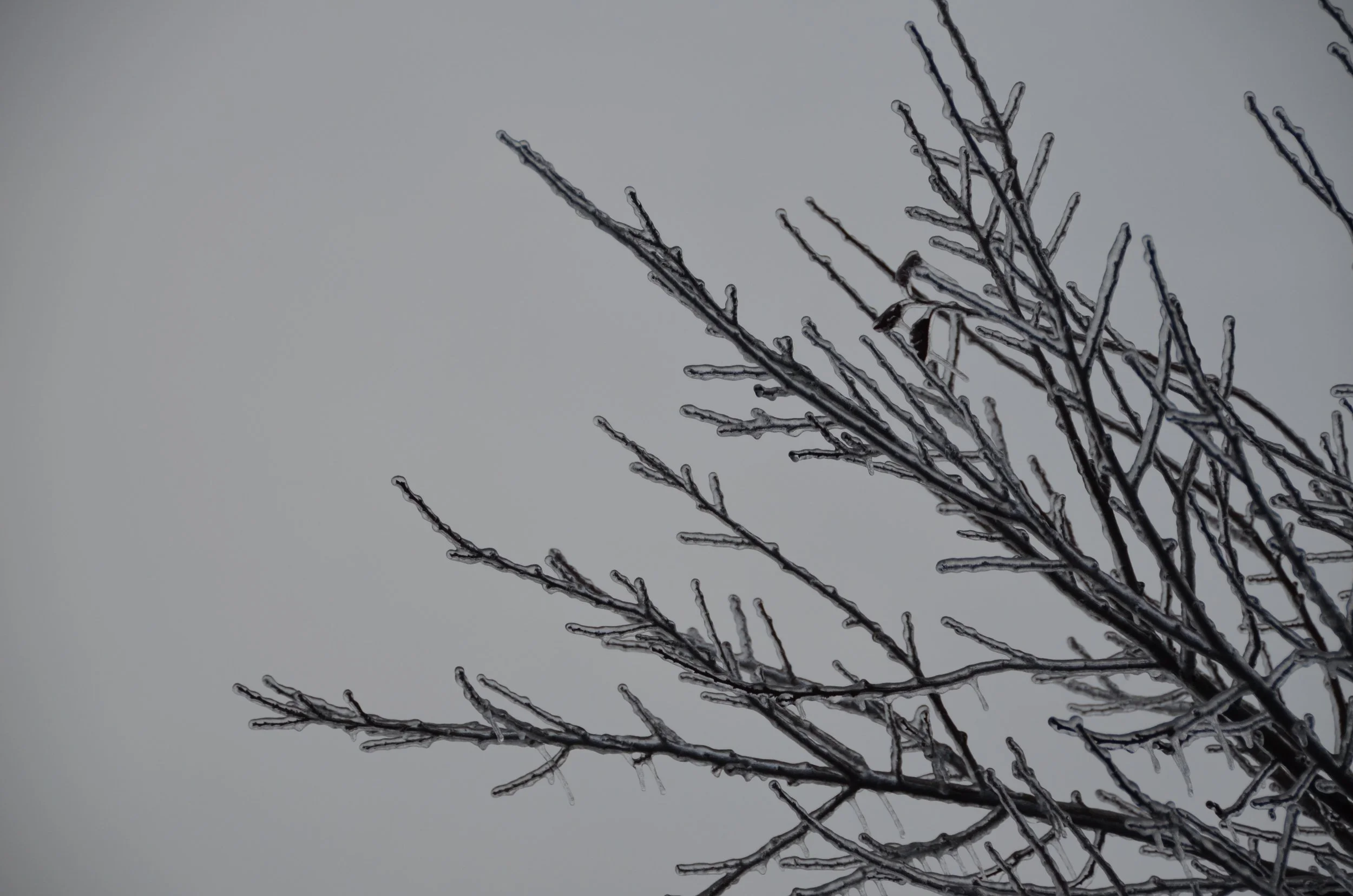 DSC_0017.jpg
