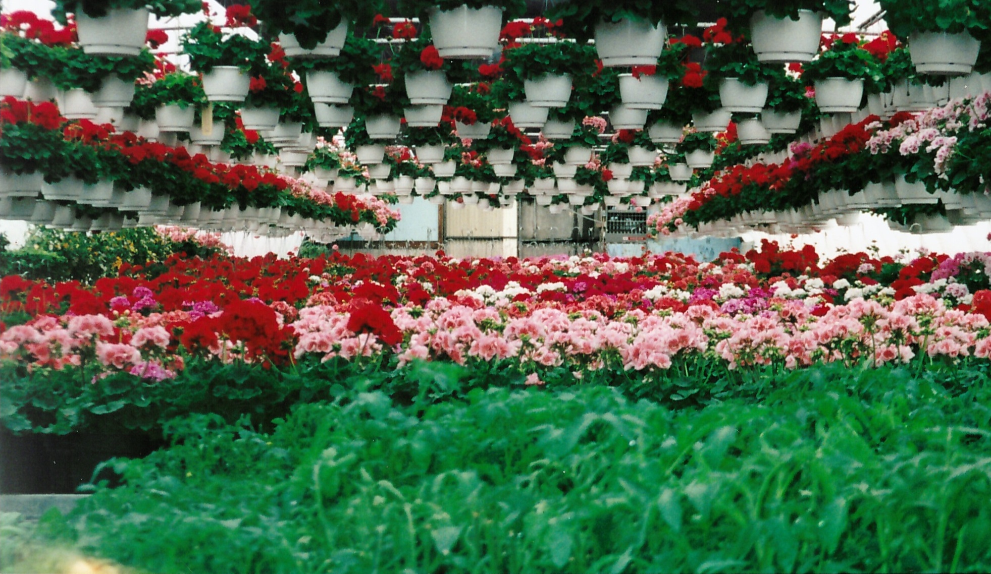 Geranium greenhouse, 2000