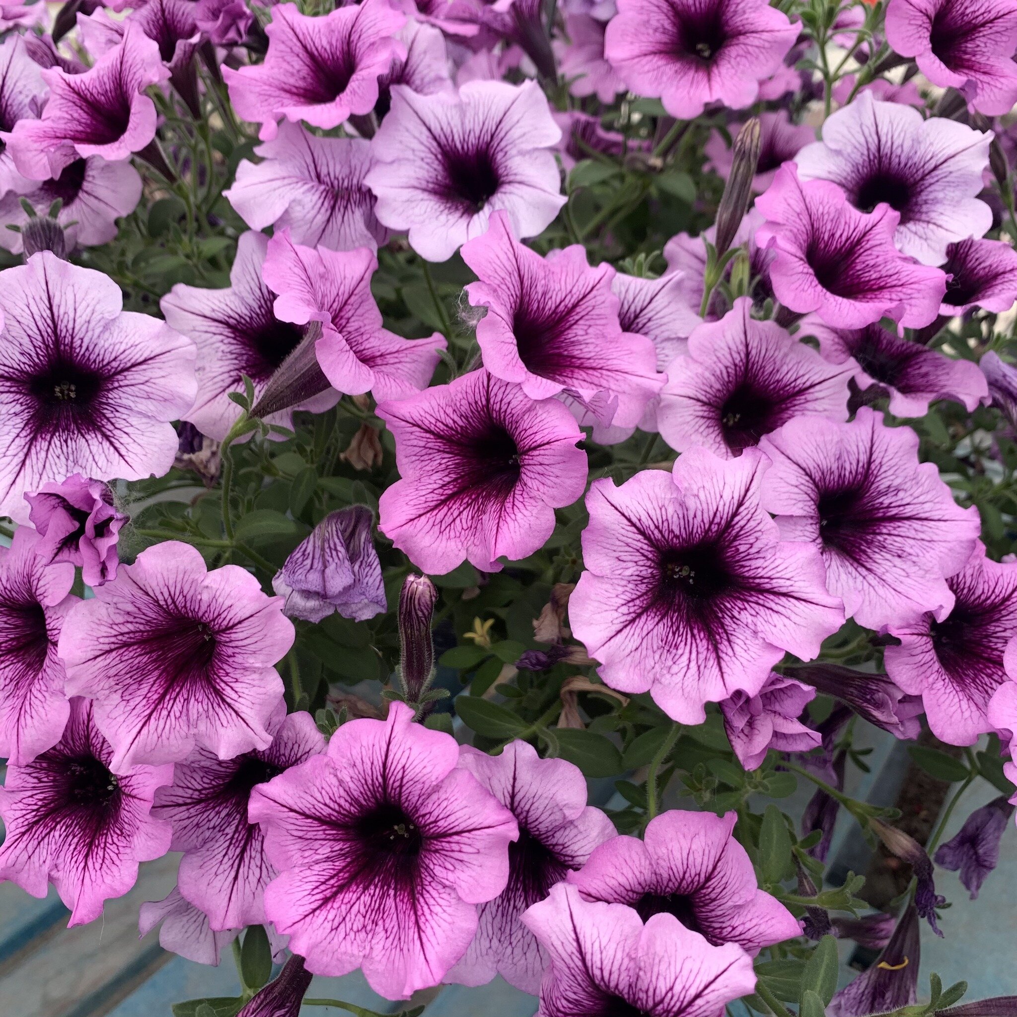 It's Final Sale Time!
50% off all plants!
20% off all Mexican-made pottery and metal garden art!
We're down to our final days in the greenhouse for the season. Our last day open will be sometime next week, likely later in the week. We'll be open 8 am