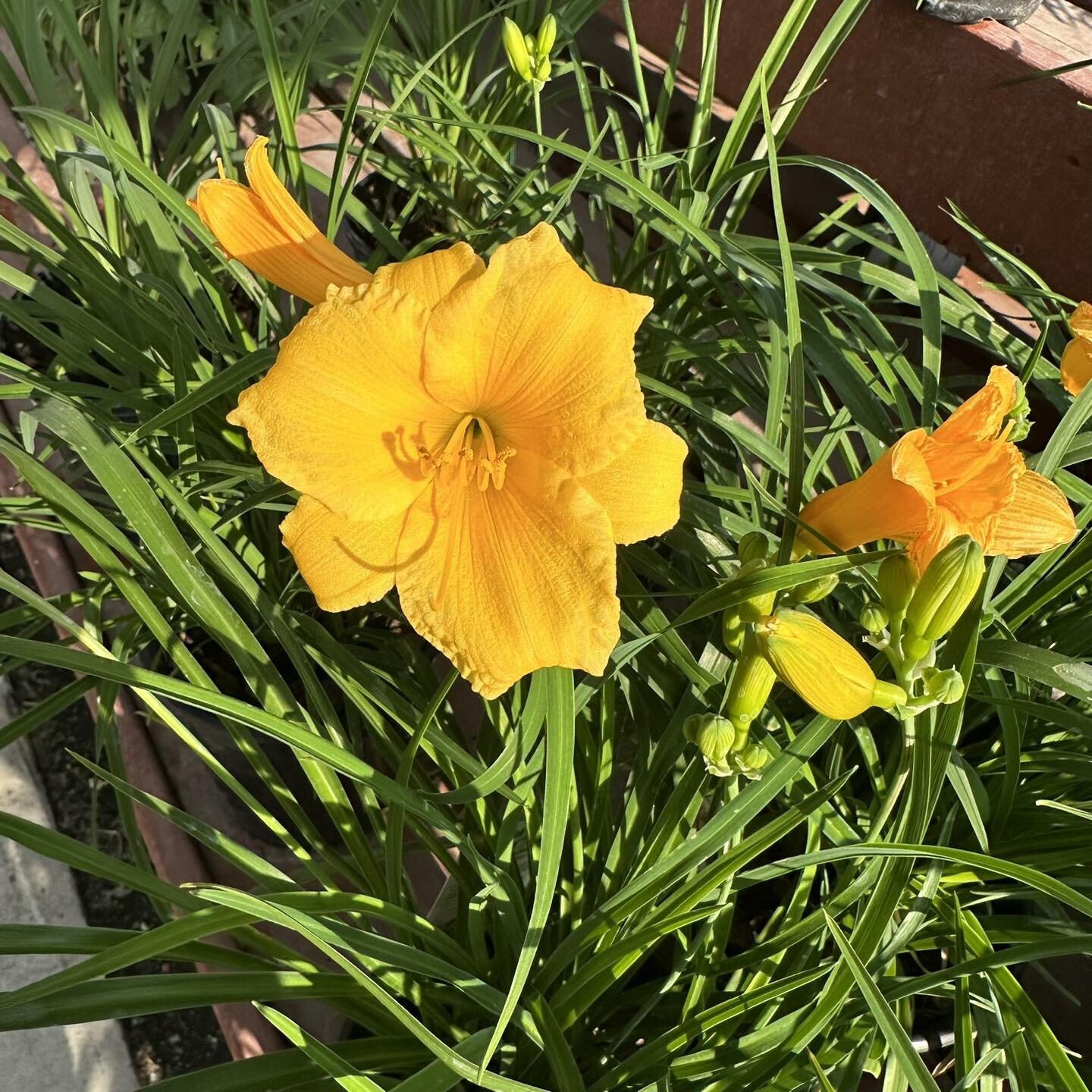 It&rsquo;s a beautiful week for flower shopping and planting, and all our plants are 15% off! You&rsquo;ll also save 15% on our Mexican pottery and garden art. Open 8-6, Monday-Saturday.