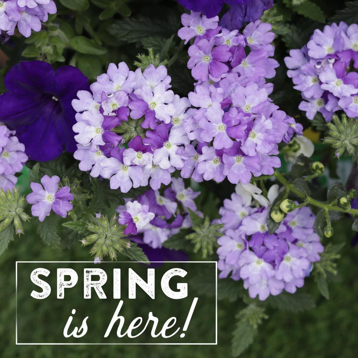 Today is the first day of spring! It&rsquo;s also one month until we open! We&rsquo;re still getting things planted and arranged in the greenhouse, but we&rsquo;ll be seeing you very soon. 😁🌸🌺🌼