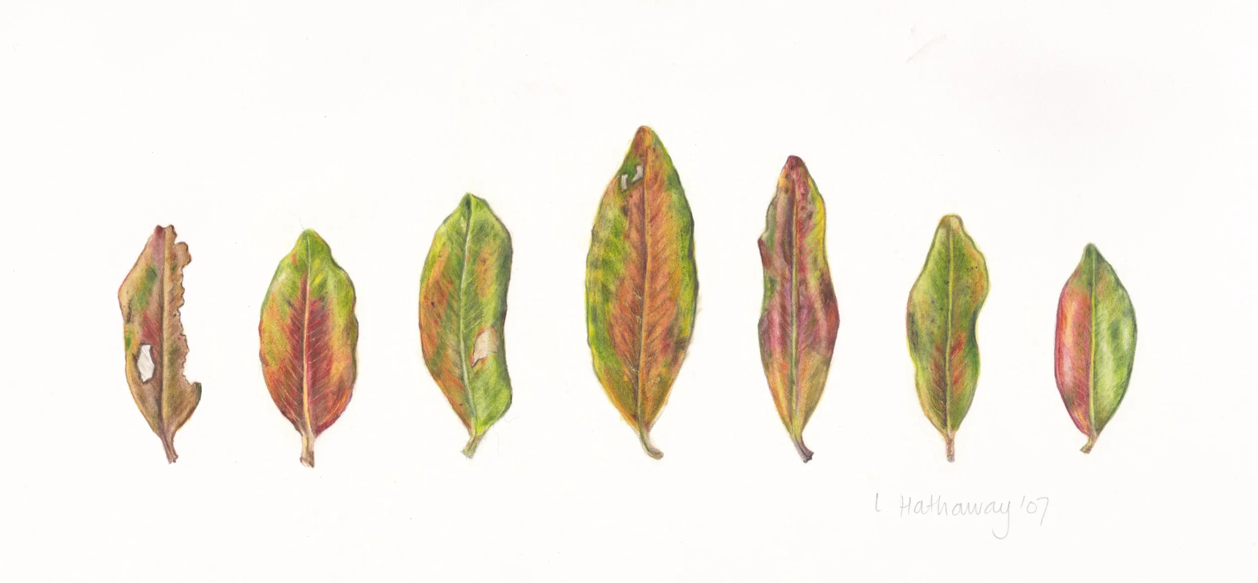 all mixed leaves.jpg