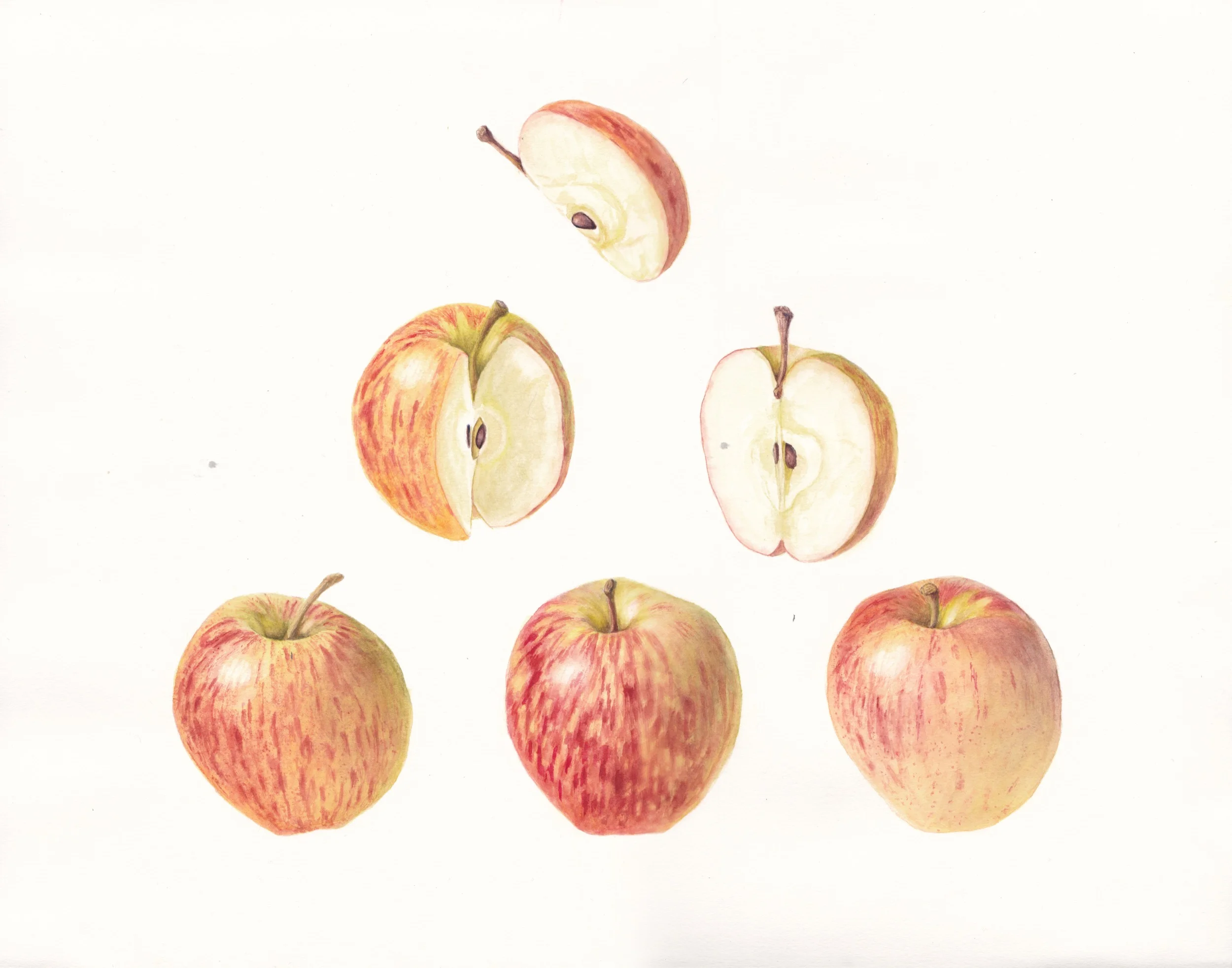 apples.jpg
