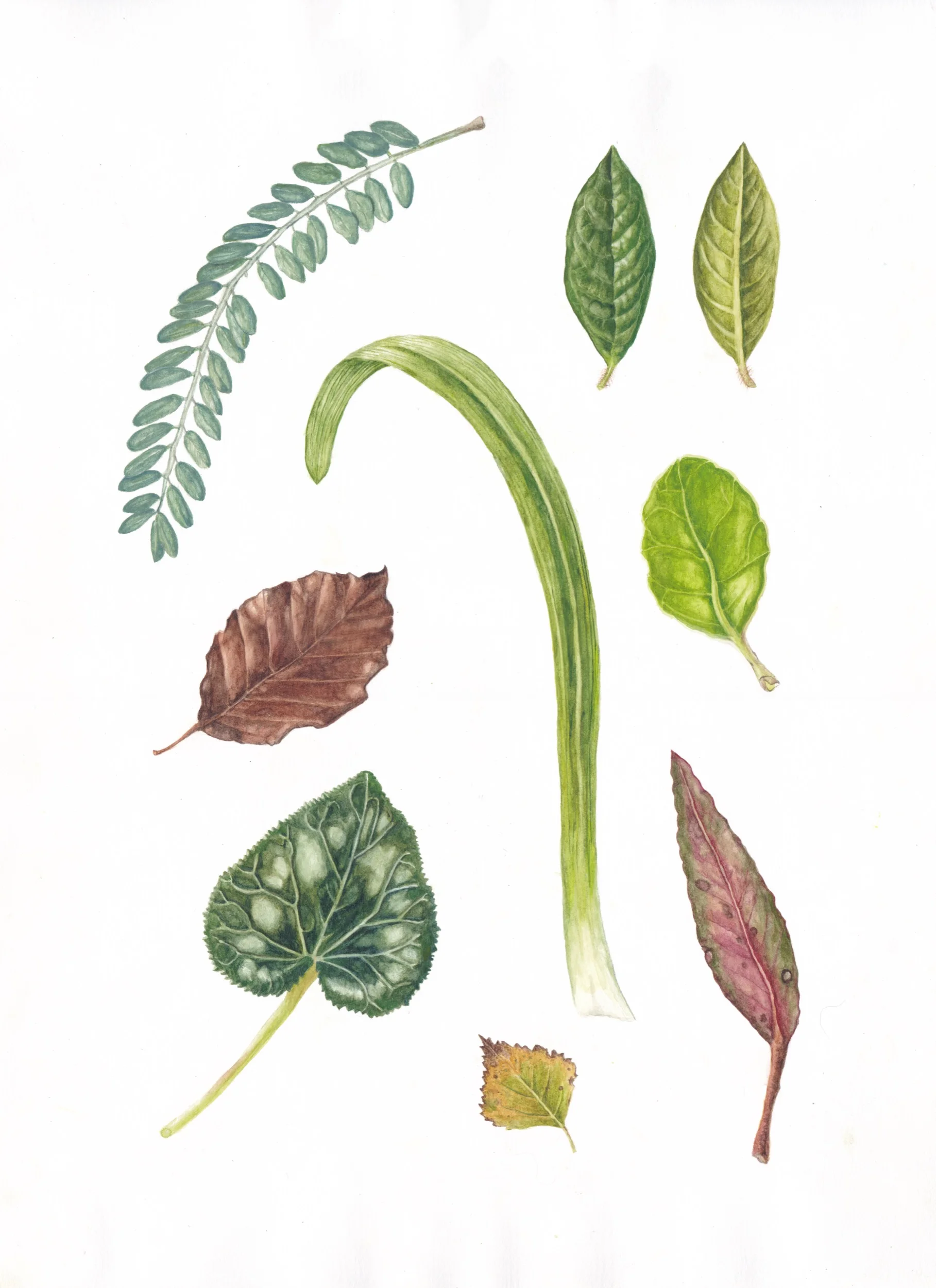 mixed leaves.jpg