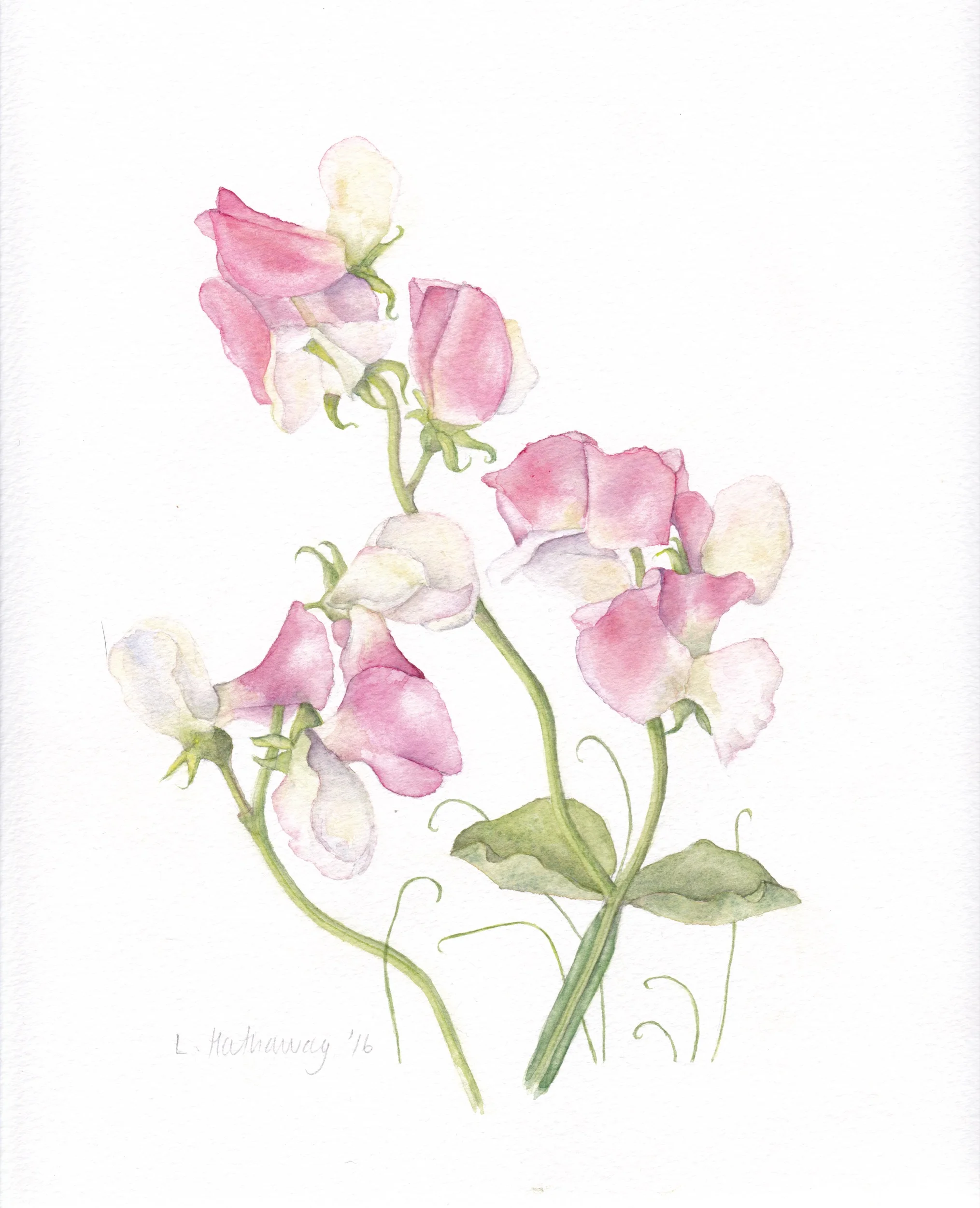 sweetpea.jpg