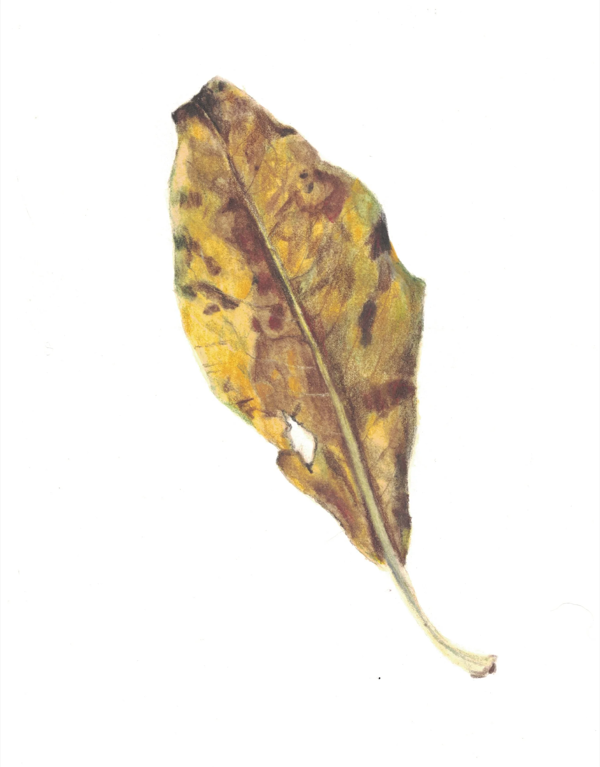 yellowing leaf.jpg