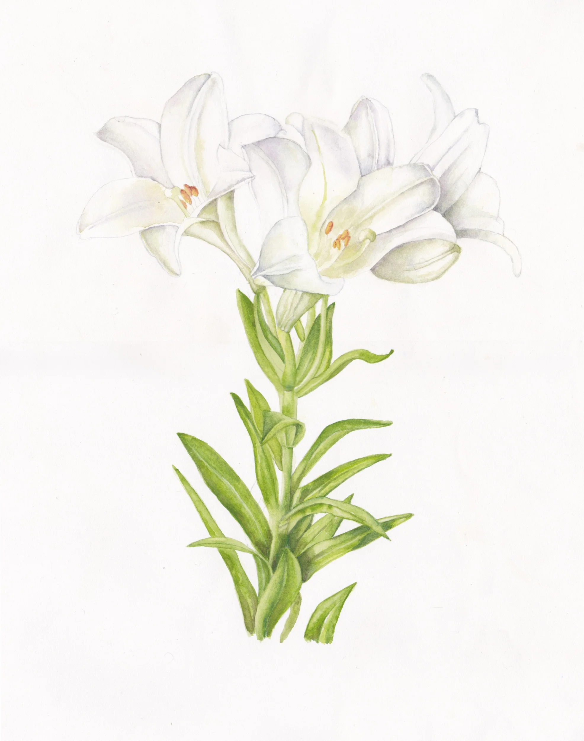 white lily.jpg