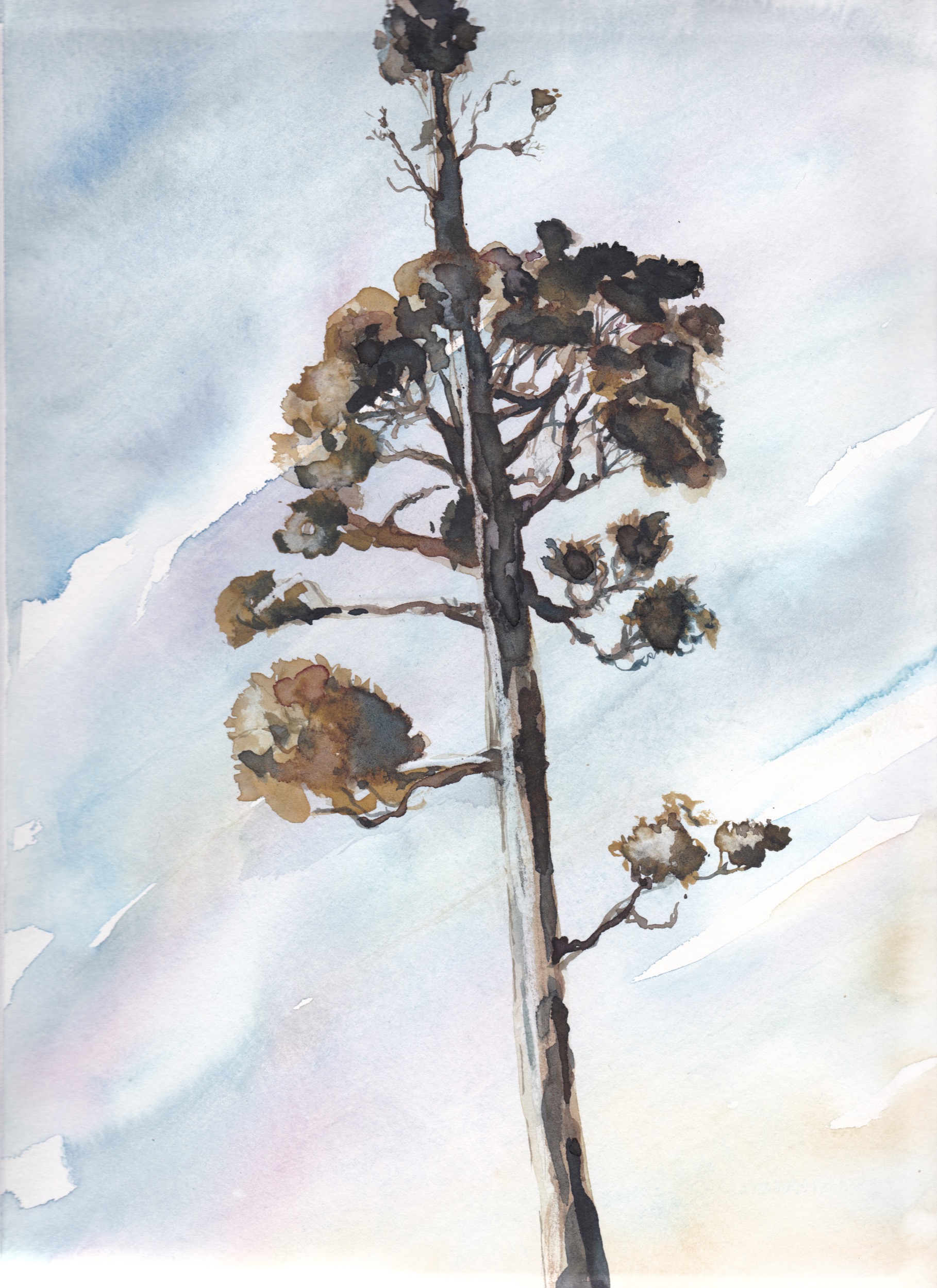 tree 1.jpg
