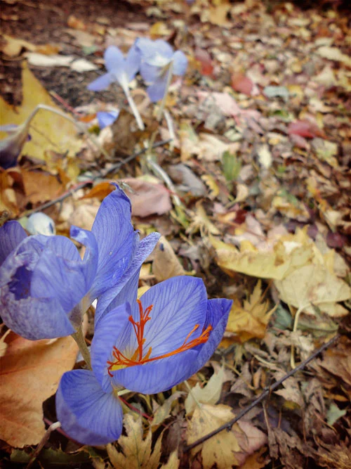 Leaves15a.jpg