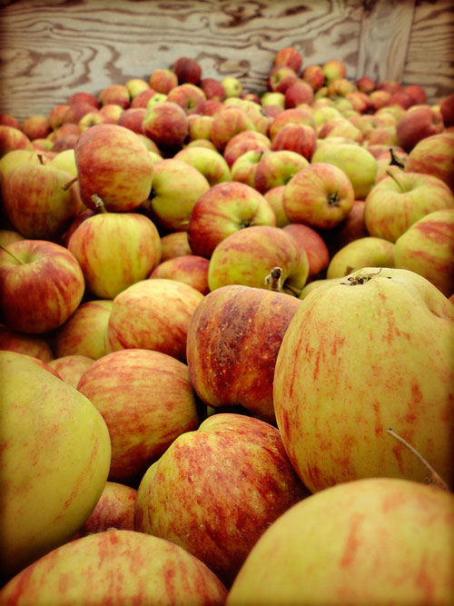 apples17.jpg
