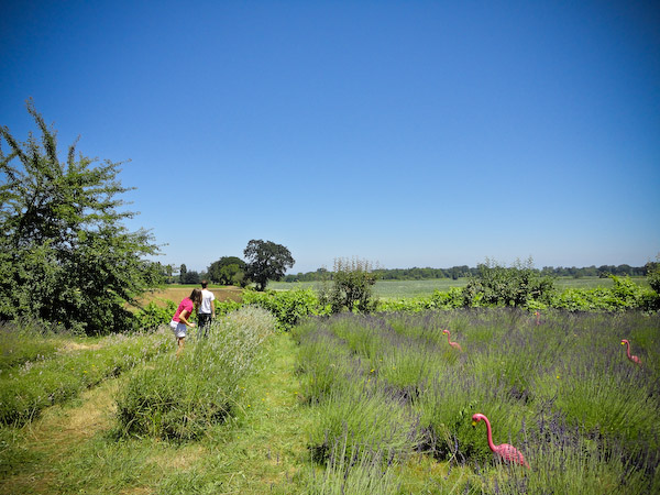 Lavendar-1.jpg