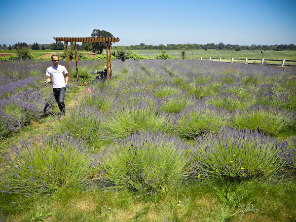 Lavendar-3.jpg