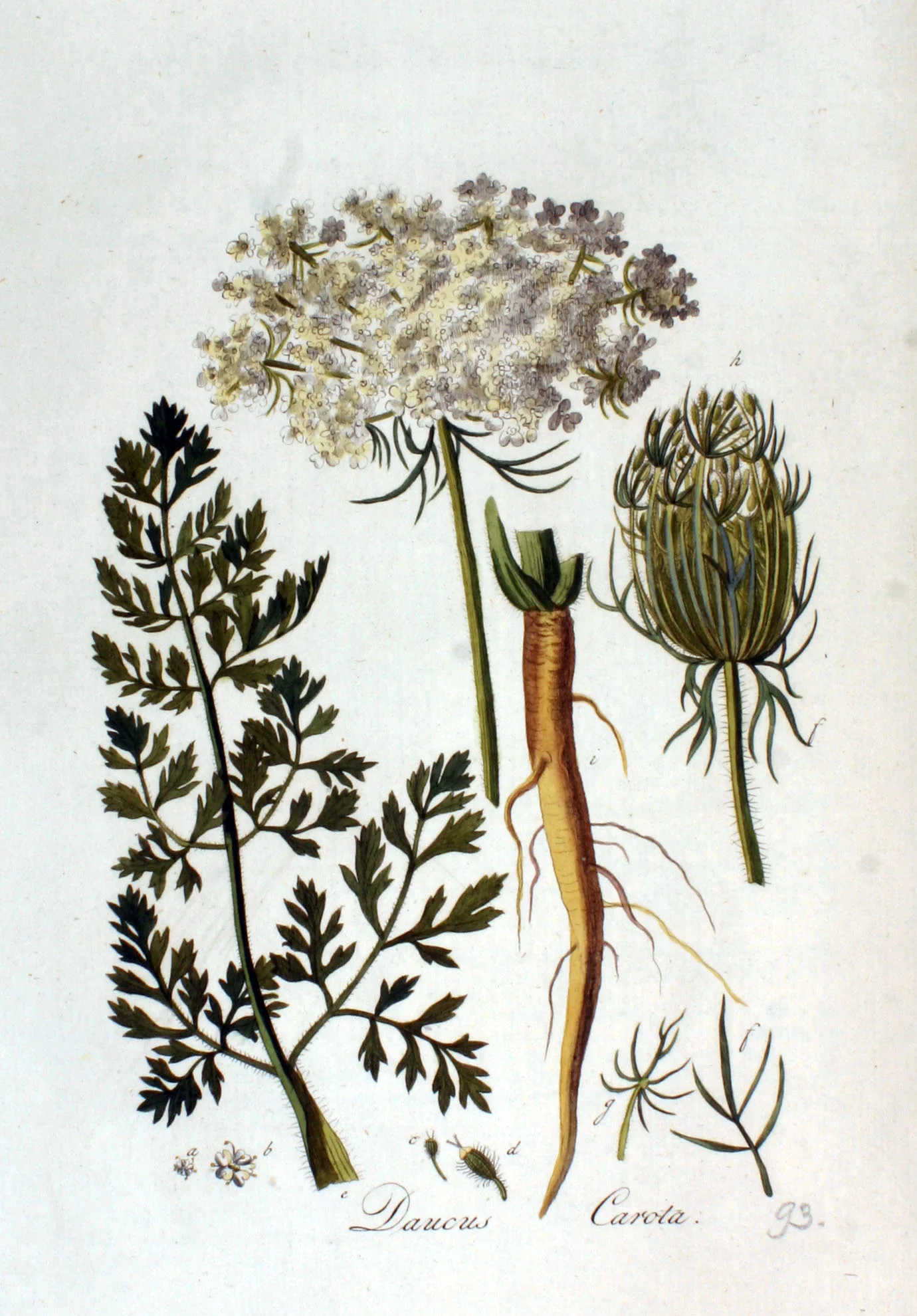 Queen Anne's Lace