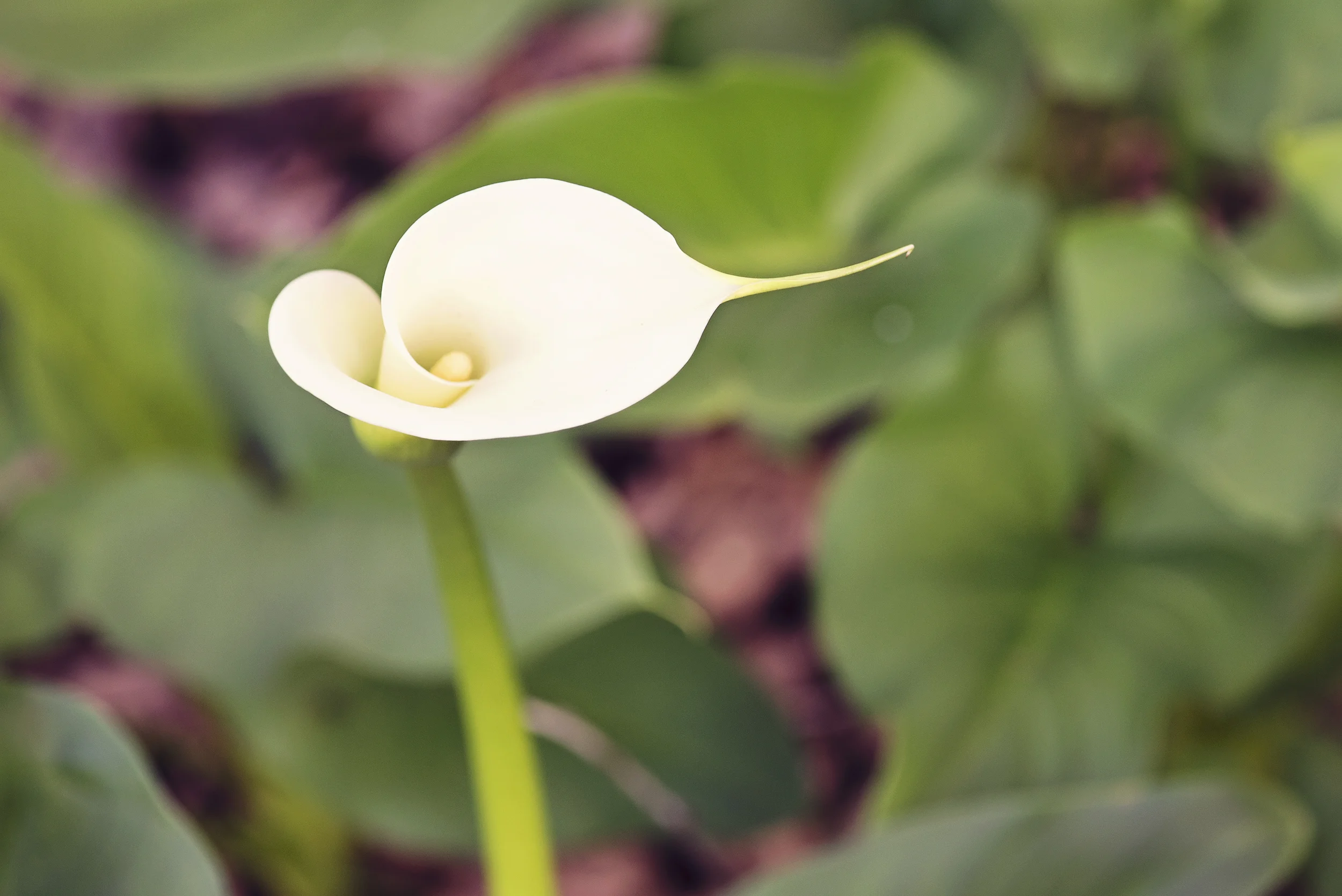 flower hi-res.jpg