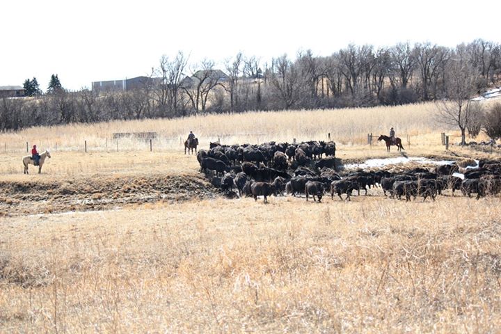 Episode 4: "Calving Season"