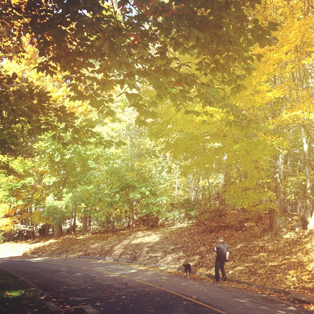 #brother #dog #fall #newyork